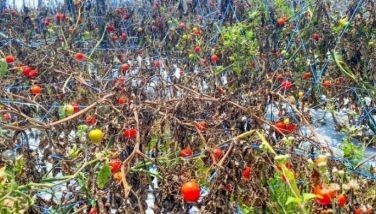 The prolonged dry spell has already taken a toll on farmers in Cebu City resulting in massive loss of income. Emelio Secretaria, a farmer who owns at least four hectares of farm in Barangay Sudlon 2, Cebu City, was forced to give away his tomatoes for free after it was damaged by the El Ni&Atilde;&plusmn;o. 