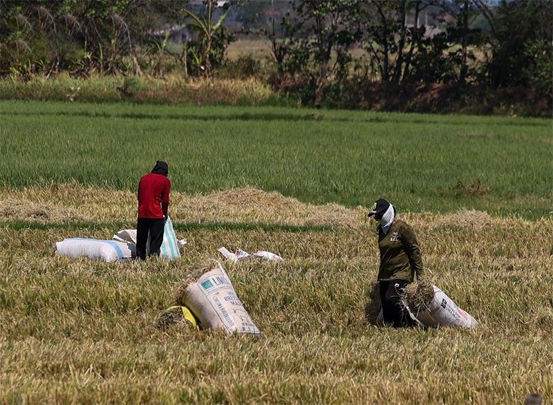 Tighter control over rice imports, direct buying from farmers eyed