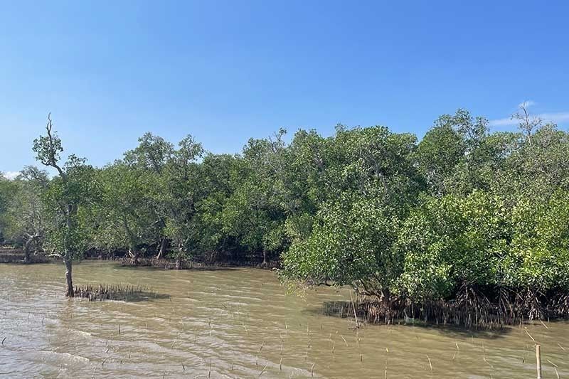 DENR seeks public participation to verify Philippine mangrove map