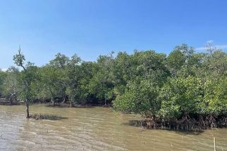 This February 27, 2024 photo shows mangroves in Bataan province.