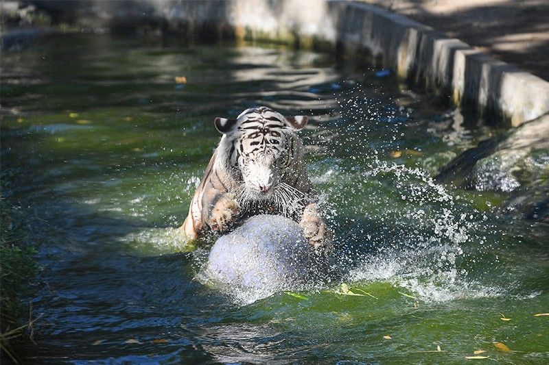 'Bloodsicles', baths keep Manila Zoo animals cool as heatwave hits