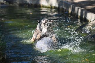 A Bengal tiger plays with a ball inside a makeshift pool at an animal enclosure in Manila Zoo on April 30, 2024, amidst a heat wave.