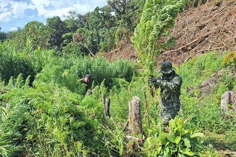 Authorities destroy almost a hectare cannabis plantation in Tinglayan, Kalinga