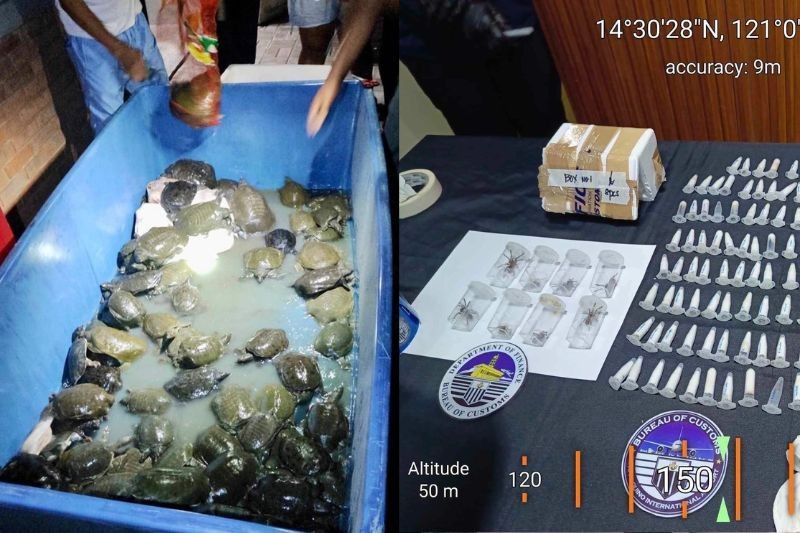 101 softshell turtles, tarantula kumpiskado sa 'illegal wildlife trade' sa Pasay