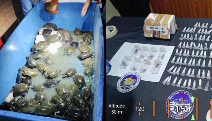 101 softshell turtles, tarantula kumpiskado sa 'illegal wildlife trade' sa Pasay