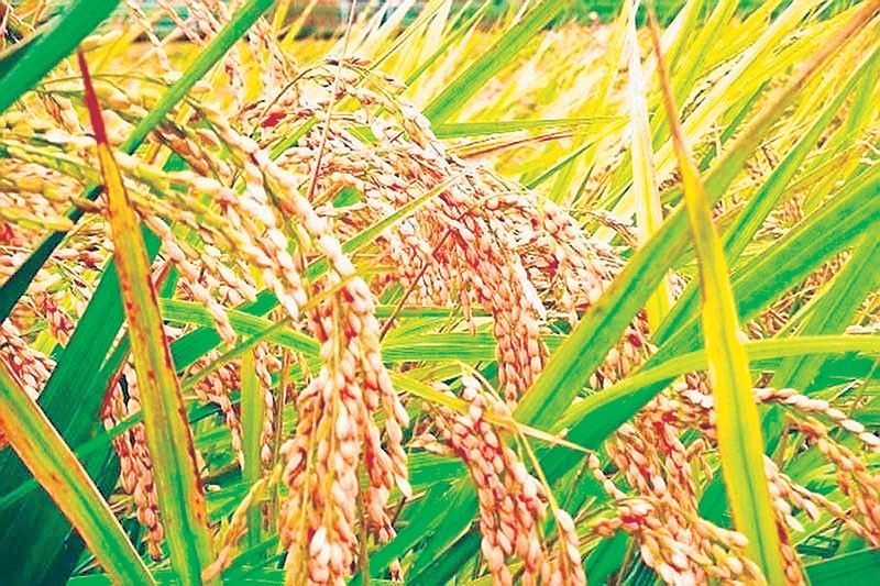 NFA hikes local palay procurement