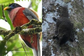 This composite photo shows the Philippine trogon and an endemic species of squirrel recently spotted in the forests surrounding Mt. Apo.
