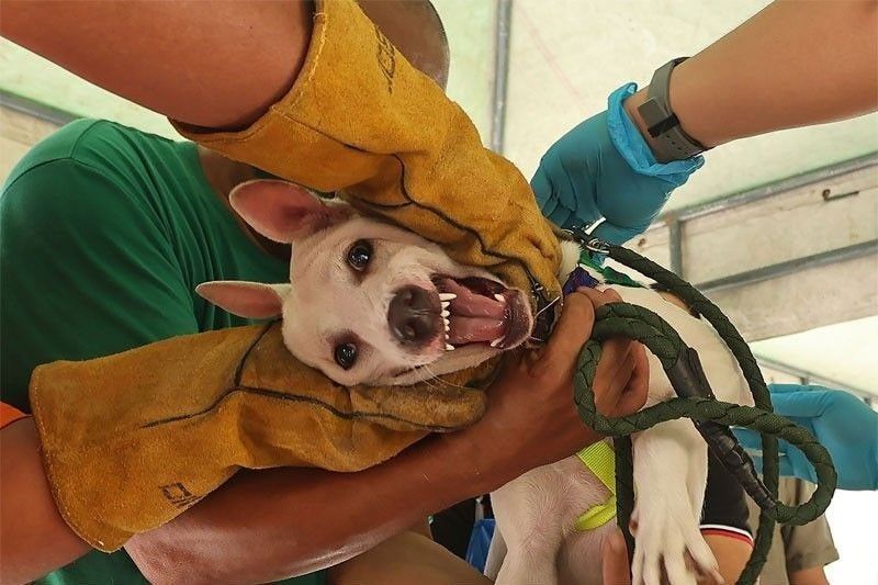 DA: 1 Pinoy died daily of rabies in 2023