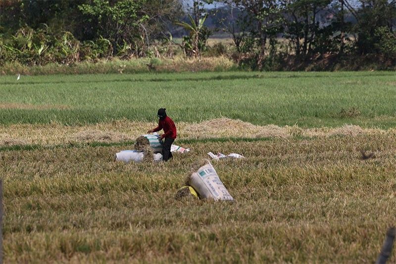 Marcos nagbigay ng higit P100 milyon sa magsasaka