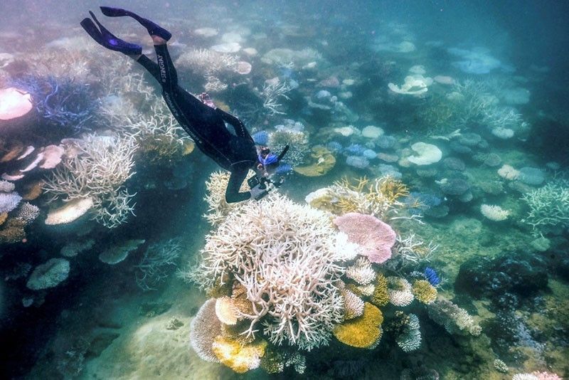 Global coral bleaching event expanding to new countries â�� scientists