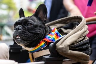 A dog attends the Tokyo Rainbow Pride 2024 Parade in Tokyo on April 21, 2024, to show support for members of the LGBT community. 