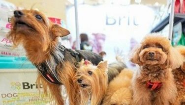 Over 17,000 pets join 2024 pet summit
