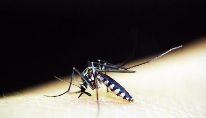 Photo from Pixabay shows a mosquito.