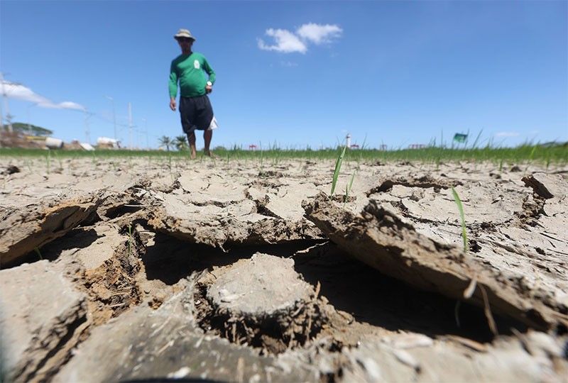 El NiÃ±o agriculture damage climbs to P9.5 billion
