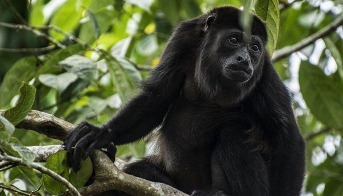 Alpha males are rare among our fellow primates: scientists