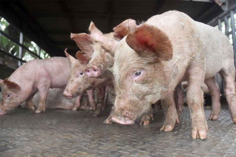 Heat causing stroke, weight loss in pigs