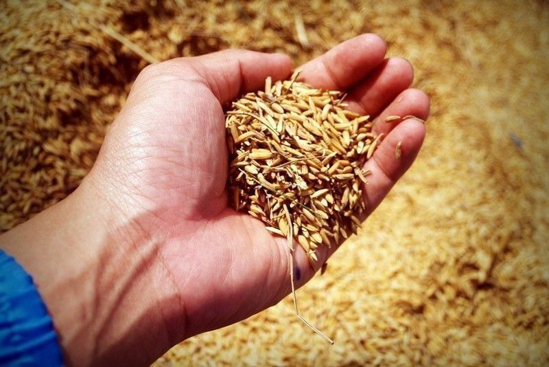 NFA buys 120K MT of palay in a month