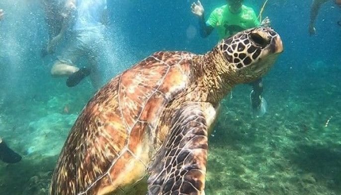 WATCH: Swim with turtles, discover marine life in Apo Island, Negros Oriental