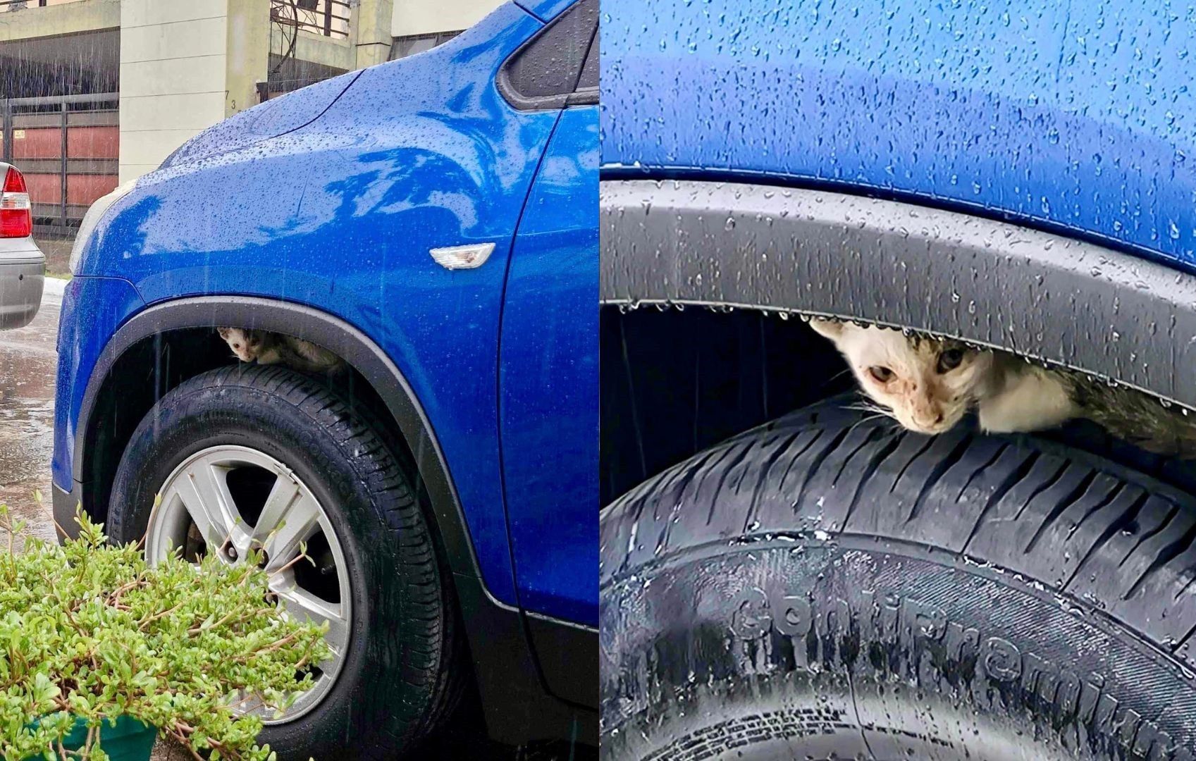 PAWS advises public to check cars for strays