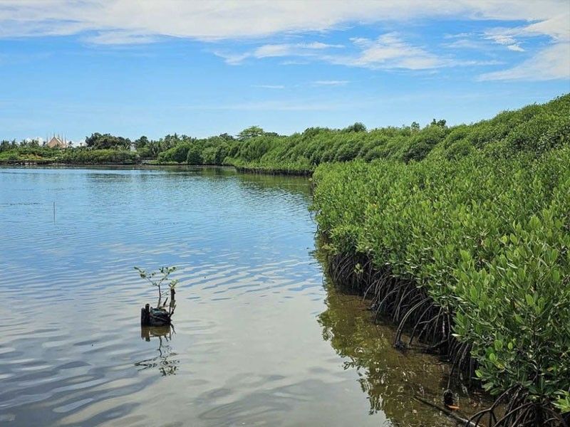 New 'citizen science program' to focus on protection of mangroves