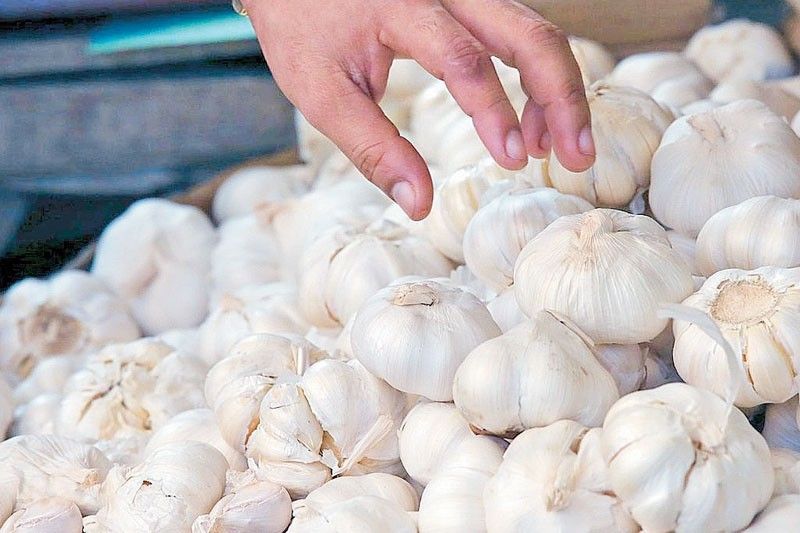 Native garlic to raise local sufficiency to 20 percent