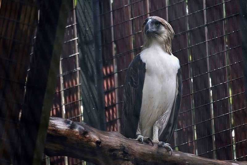 Philippine hawk eagle nasagip sa Quezon