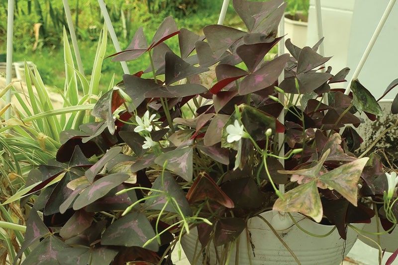 Edible 'Butterfly Wing Plant' with health benefits