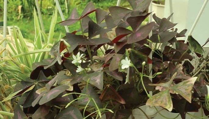 Edible 'Butterfly Wing Plant' with health benefits