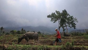 A farmer works in a rice field at the foot of Mount Kanlaon volcano in a village in Canlaon, Negros Occidental province, central Philippines on June 4, 2024, a day after the volcano erupted.