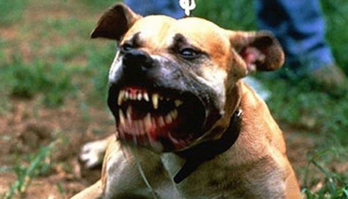 City Vet office reports increased rabies cases