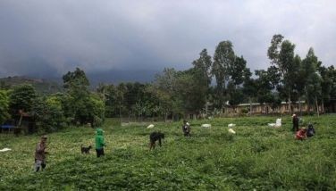 Residents harvest vegetables near their house at the foot of Mount Kanlaon volcano covered in thick clouds in a village in Canlaon, Negros Occidental province, central Philippines on June 4, 2024, a day after the volcano erupted.