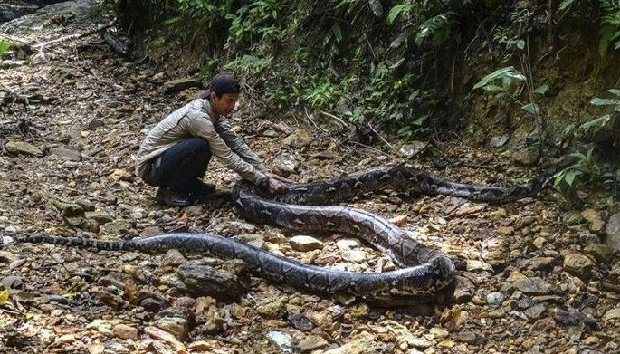 Python swallows woman whole in Indonesia