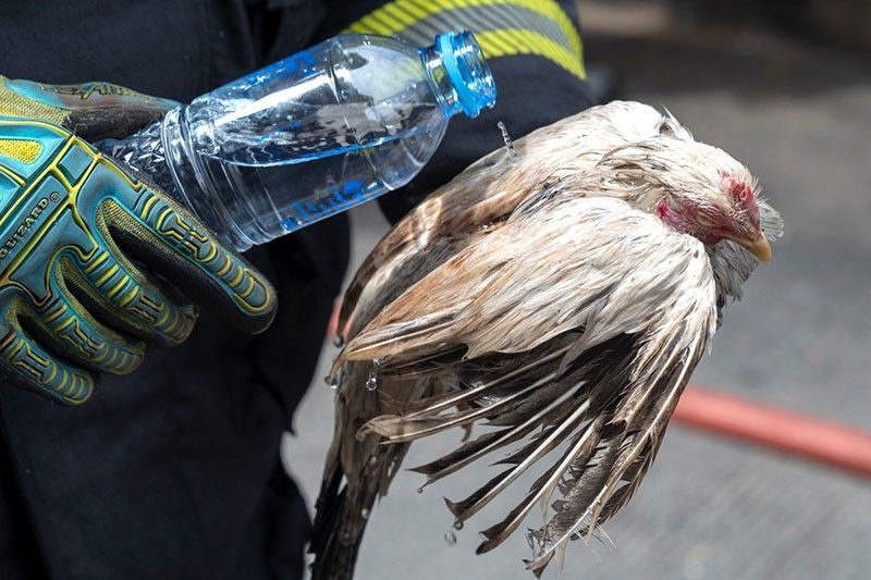 Animals killed as fire rips through Bangkok pet market