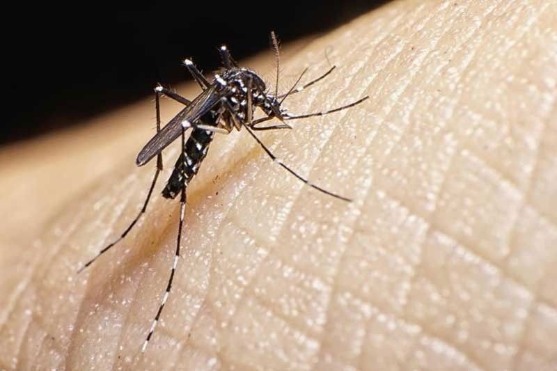 DOH warns vs increase in dengue cases