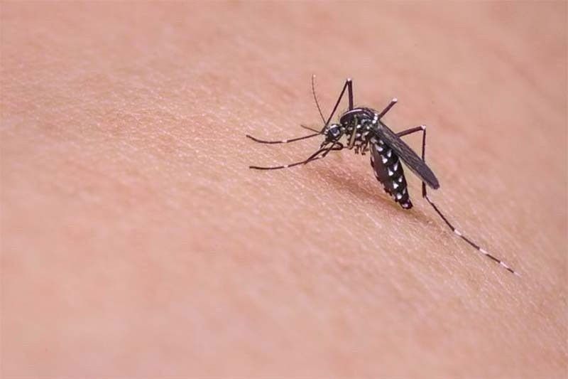 DOH monitoring rise in dengue cases