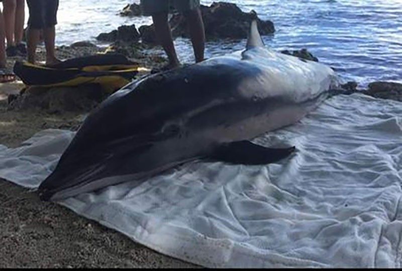 Beached dolphin rescued in Southern Leyte