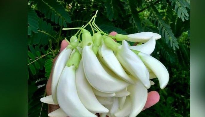 Health benefits, ways to cook with Katuray flowers