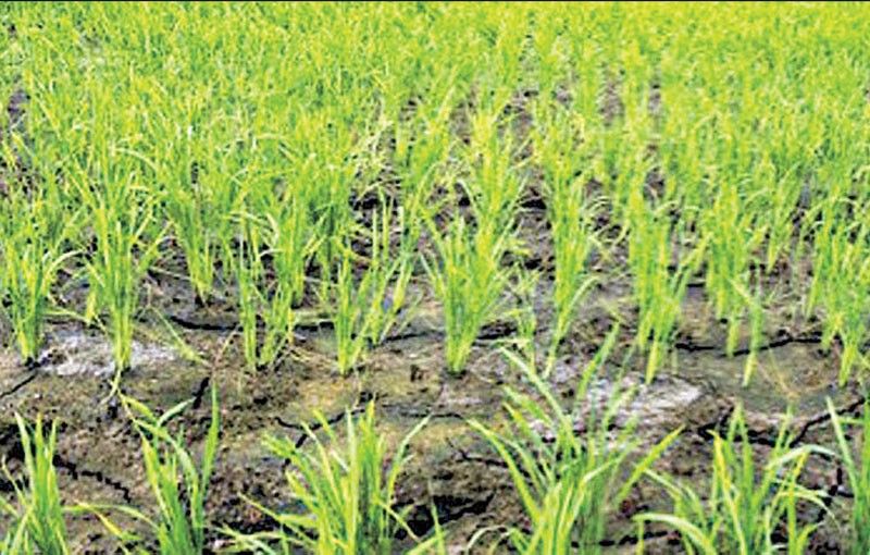 Heat-tolerant rice varieties now available for farmers