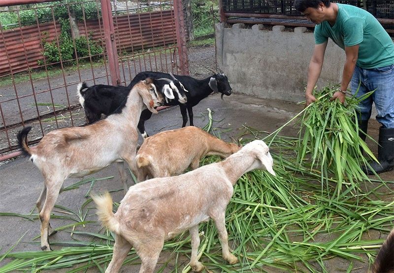 Farmers told to wear protection when handling goats, cattle