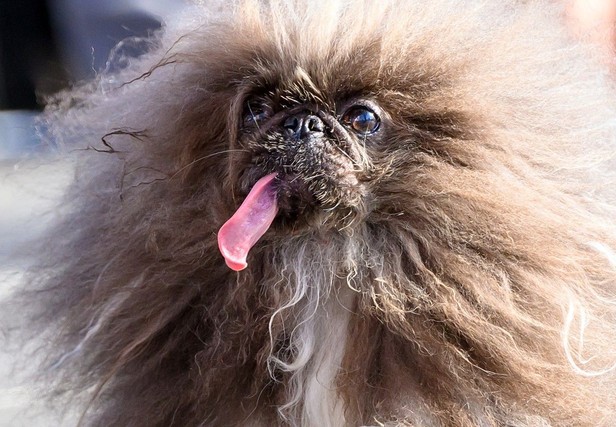 Pekingese is 'world's ugliest dog' after 3 runner-up finishes