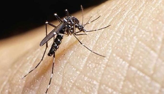 Benguet capital may declare state of calamity due to dengue