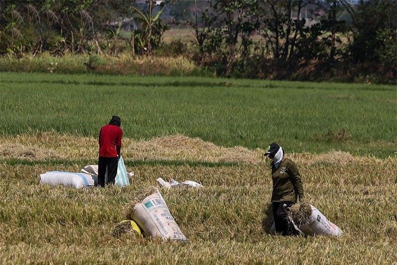 â��Farmers not to blame for hesitant rice importersâ��