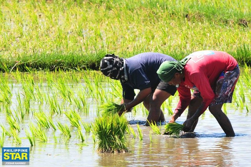 DA studying to develop resilient rice