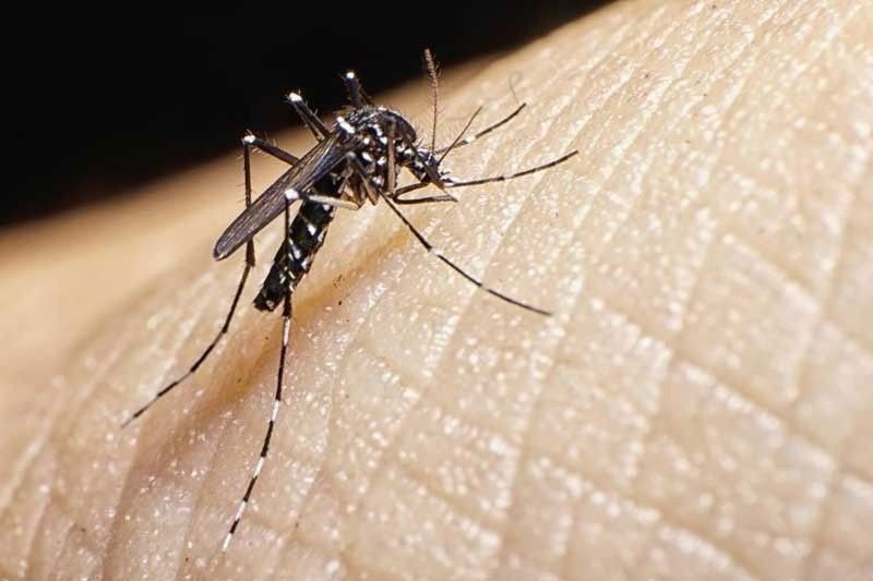 Dengue cases up, DOH warns public