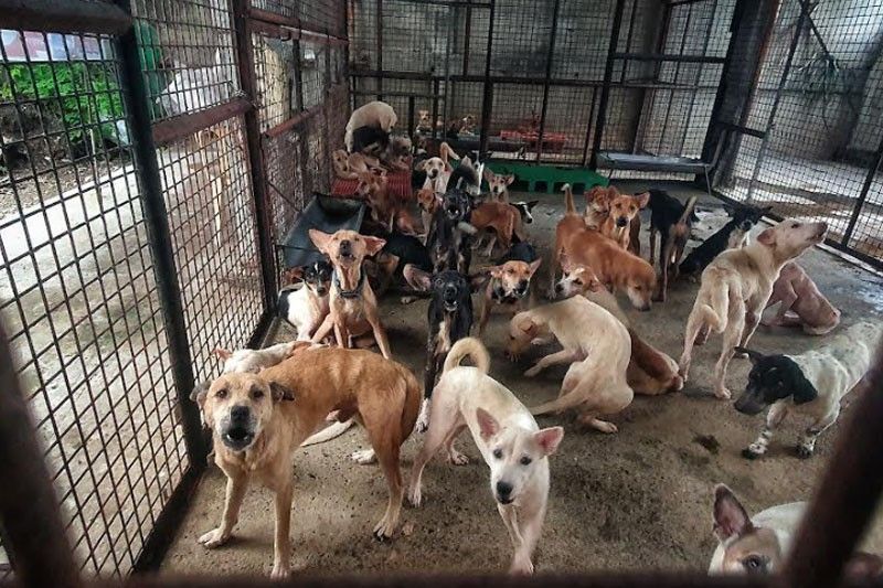 At the Cebu City pound: Dogs are still euthanized