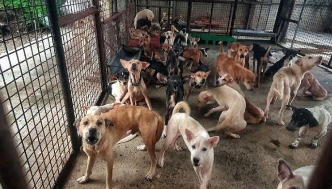 Given up by their owners, these dogs inside the Cebu City Pound facility are already scheduled to be euthanized as a last recourse by the Department of Veterinary Medicine and Fisheries.