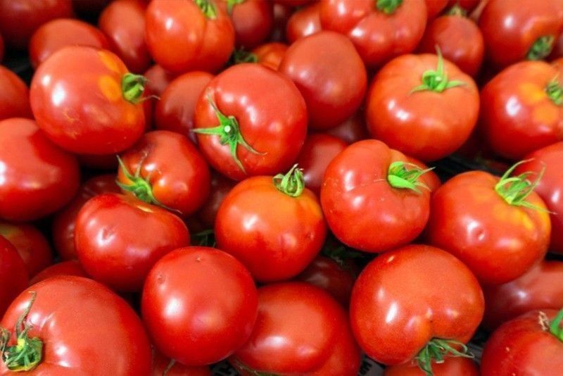 DA: Tomato prices up P180 per kilo
