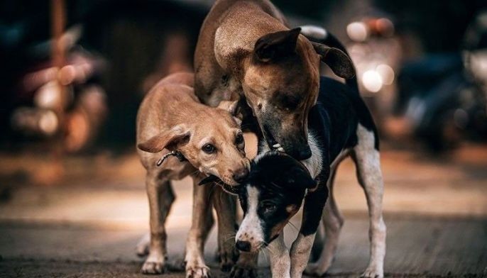 Oldest dog DNA suggests 16,000 years of human companionship