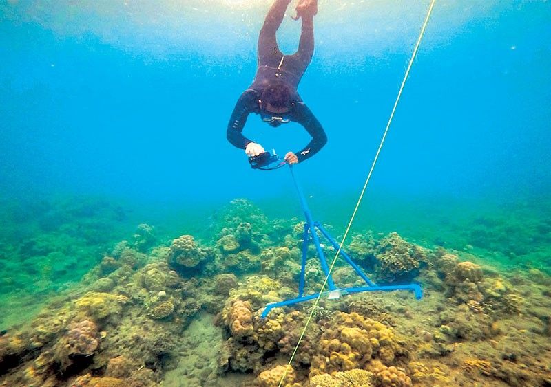 Citizen scientists mobilized to protect Verde Island Passage