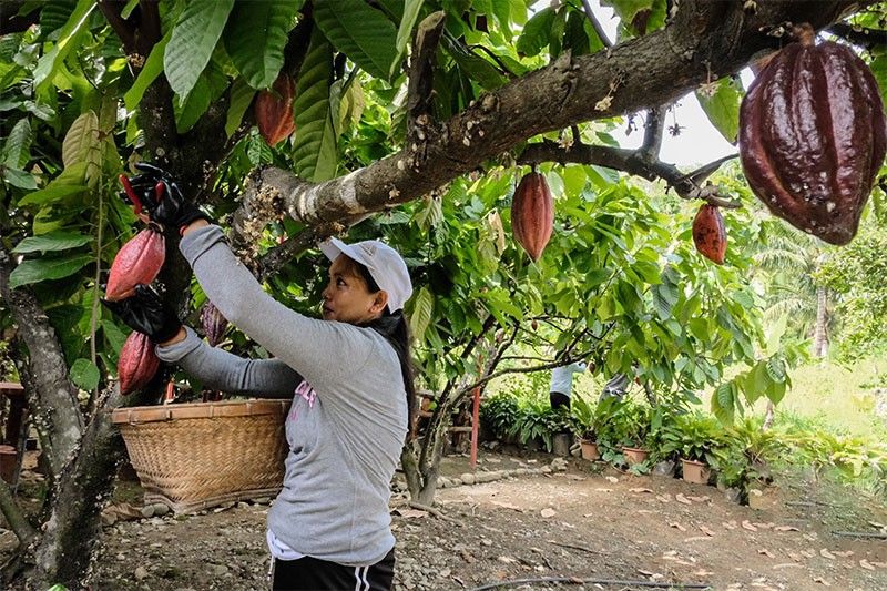 Chocoholics bite bitter truth as cocoa prices soar (First of 2 Parts)